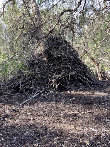 iNaturalist observation photo of Woodrats
