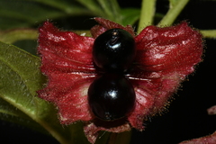 Lonicera involucrata involucrata