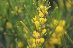 Acacia pachyphylla