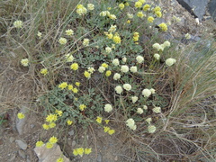 Eriogonum brevicaule nanum