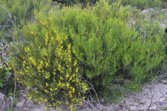 Acacia pachyphylla