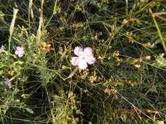 Dianthus carbonatus