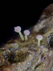 Sclerophora amabilis