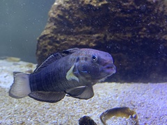 Amblygobius phalaena