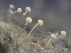 Sclerophora amabilis