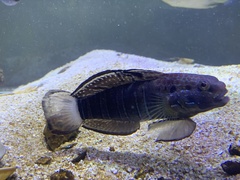 Amblygobius phalaena
