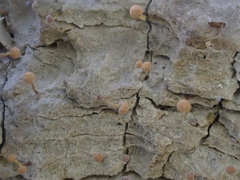 Sclerophora amabilis