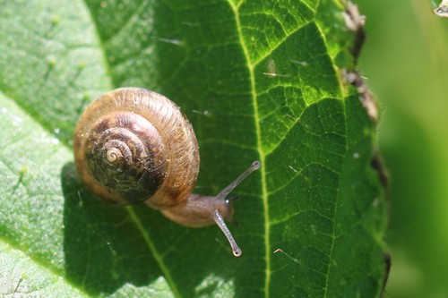 Carthusian Nun Snail, 5366 Megen, Nederland, photo 8 of 10