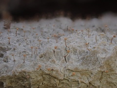 Sclerophora amabilis