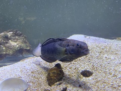 Amblygobius phalaena