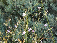 Dianthus carbonatus