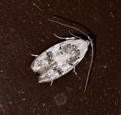 Scatochresis innumera