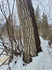 Sclerophora amabilis