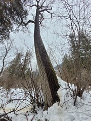 Sclerophora amabilis