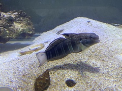 Amblygobius phalaena