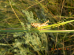 Euchorthippus pulvinatus