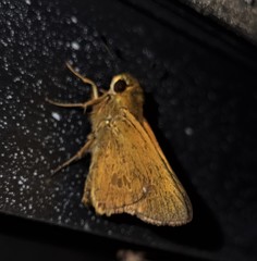 Parnara amalia