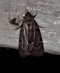 Mimaglossa nauplialis