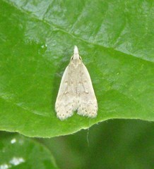 Dichomeris punctidiscellus