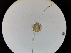 Hydrodictyaceae