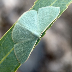 Prasinocyma ocyptera