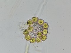 Hydrodictyaceae