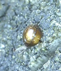 Serangium maculigerum