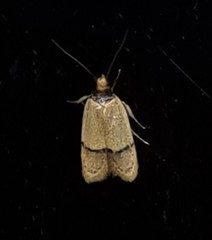 Eulechria hemisphaerica