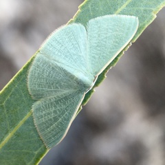 Prasinocyma ocyptera