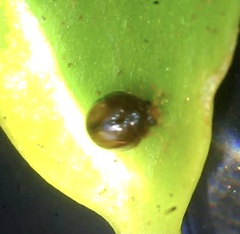 Serangium maculigerum