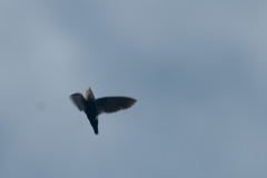 Telacanthura ussheri