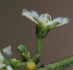 Metastelma schlechtendalii
