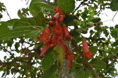 Iochroma