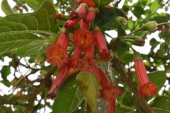 Iochroma