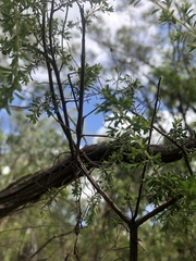 Anchiale austrotessulata