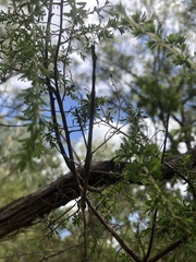 Anchiale austrotessulata