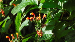 Centropogon granulosus