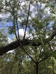 Anchiale austrotessulata