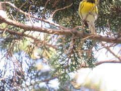 Setophaga townsendi