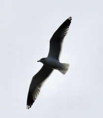Larus californicus