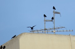 Corvus brachyrhynchos