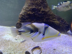 Rhinecanthus aculeatus