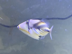 Rhinecanthus aculeatus