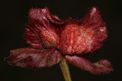 Lonicera involucrata involucrata