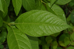Lonicera involucrata involucrata