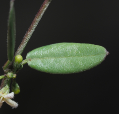 Metastelma schlechtendalii