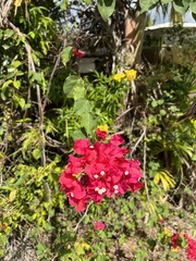Bougainvillea