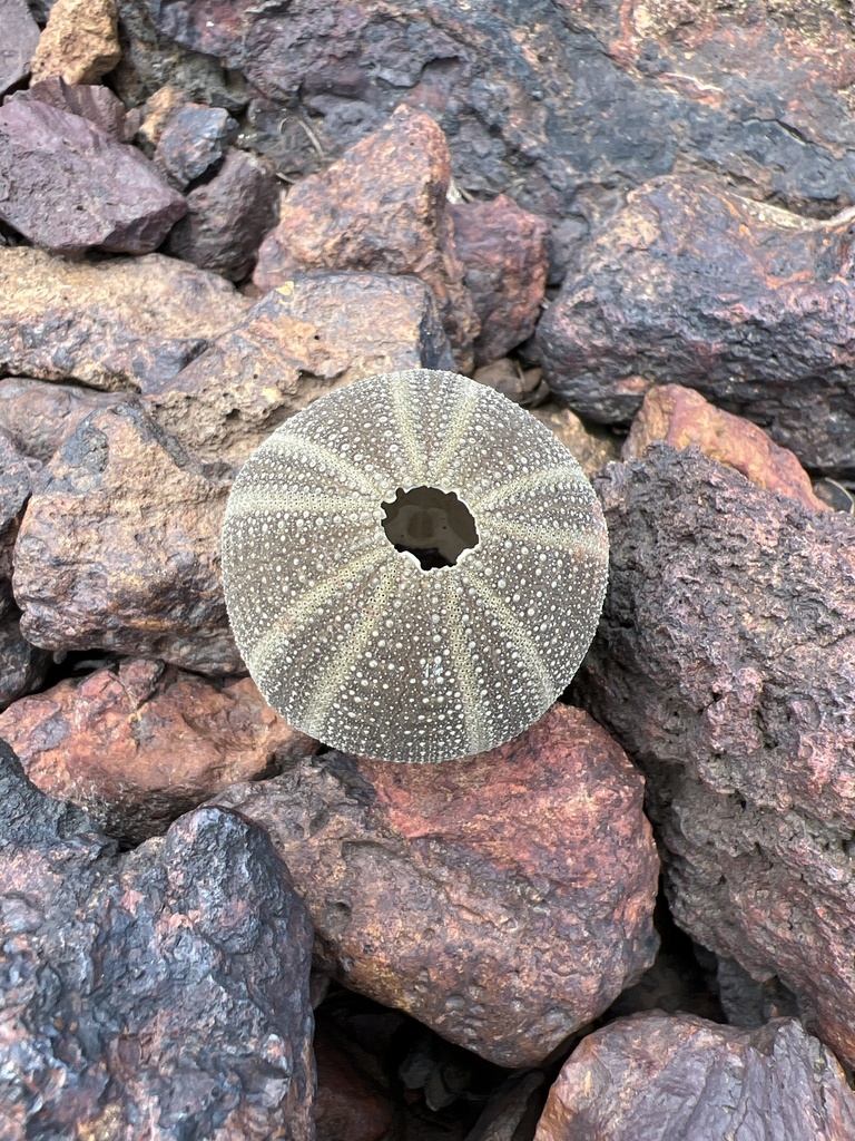 Ovoid sea urchin
