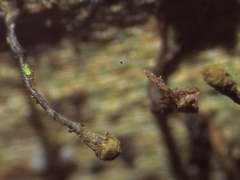 Chaenotheca gracillima