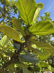 Ficus lyrata